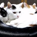 ネコベッドに集まった猫