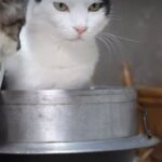 お釜の中の猫