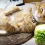 大根を枕にして眠る猫