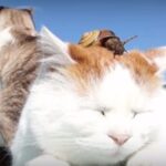 かたつむりが頭に乗った猫