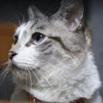台所で御飯が来るのを待つ猫
