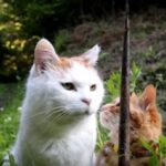 細いたけのこを見つめる猫