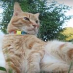 草原でお休みする猫
