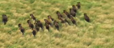 カナダのウッドバッファロー国立公園