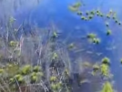 カナダのウッドバッファロー国立公園