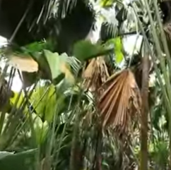 セーシェル諸島のメ渓谷自然保護区