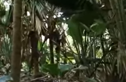 セーシェル諸島のメ渓谷自然保護区